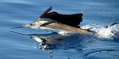 Sport Fishing Charters